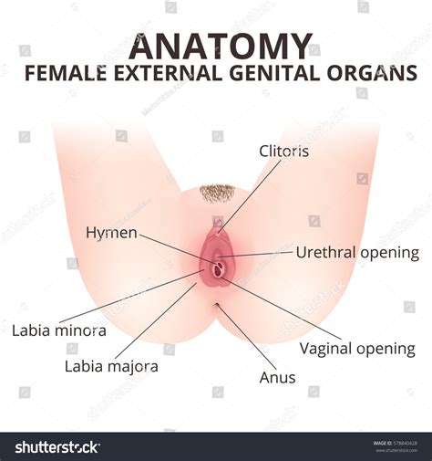 structure female external genitalia medical poster stock