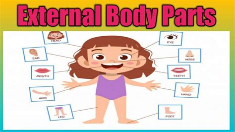 parts   body external body parts  english vocabulary