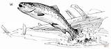 Trout Colorare Trote Disegni Forellen Ausmalbilder Pescado Steelhead Regenbogenfisch Malvorlagen Pesci sketch template