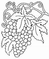 Grapes Coloring Printable Library Clipart Pages sketch template