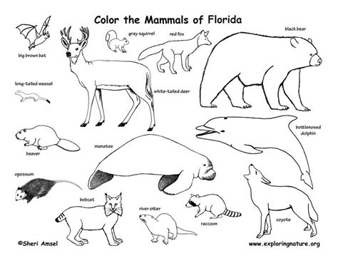 florida animal habitats animal coloring pages animals wild