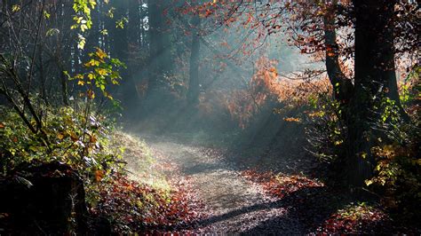 Sun Rays Through Trees Hd Desktop Wallpapers 4k Hd