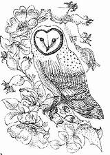Owl Coloring Pages Barn Color Print Printable Owls Animals Sheet Colouring Kids Animal Adults Abstract Adult Intermediate Town Popular Book sketch template