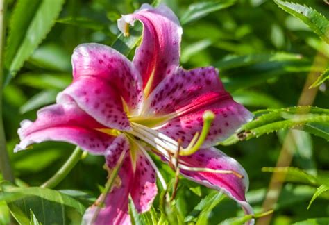 stargazer lily