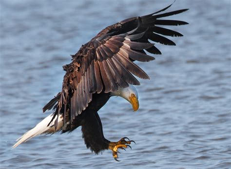 bald eagle  audubon birds climate change report