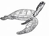 Turtle Leatherback sketch template
