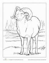 Sheep Bighorn Coloring 300px 84kb sketch template
