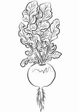 Turnip Coloring Pages Printable Categories sketch template
