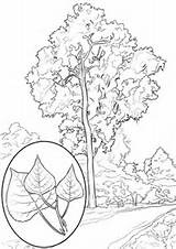 Cottonwood Coloring Trees Tree Drawing Eastern Printable Pages Hemlock Designlooter Version Click Getdrawings 57kb 480px sketch template