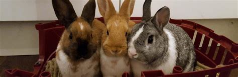 insurance and care plans rabbit welfare association