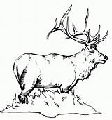 Coloring Elk Colorear Deer Hunting Alce Alces Pintarcolorir Antler Stencil Stencils sketch template