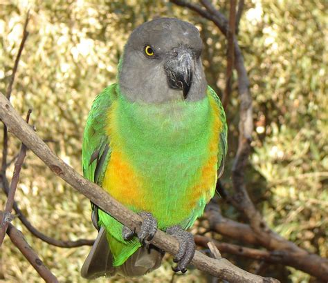 worlds  traded wild birds senegal parrots color morphs