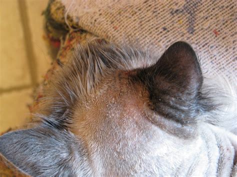 cat  crusty sores   skin   vet