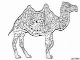 Camel Cammelli Camellos Dromedarios Chameau Dromedari Kamele Dromedare Camels Erwachsene Malbuch Zentangle Adulti Coloring4free Adultes Kleuren Volwassenen Coloration Dromadaires Chameaux sketch template