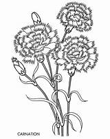 Carnation Coloring Flower Dandelion Pages Drawing Line Carnations Drawings Puff Flowers Getdrawings Printable Color Print Getcolorings Paintingvalley Choose Board Coloringsun sketch template