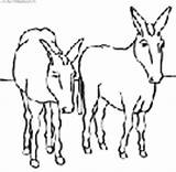 Coloring Donkeys Pages Book Print Kids sketch template