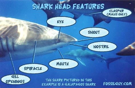 shark gallery shark facts  information including prehistoric sharks  fossil shark