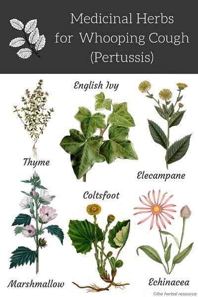 medicinal plants     pictures  scientific names health tips
