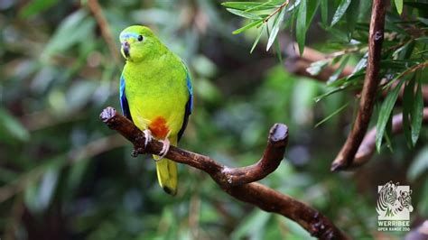 orange bellied parrot endangered wildlife