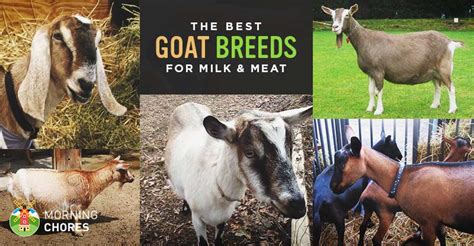 goats milf butterfat content milf hot pics