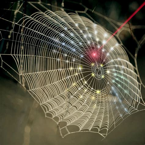 innovation spins spider web architecture    imaging technology