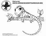 Coloring Arrowhead Reptile sketch template
