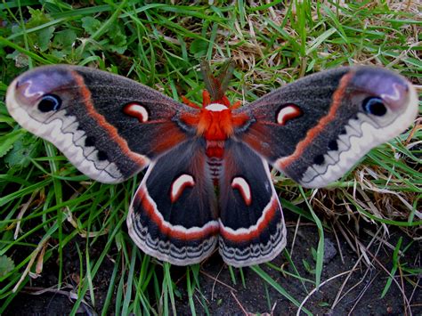 misidentifying moths   poem summer love scott edward anderson