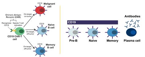antiviral immunity survives cd directed therapy fred hutchinson cancer center