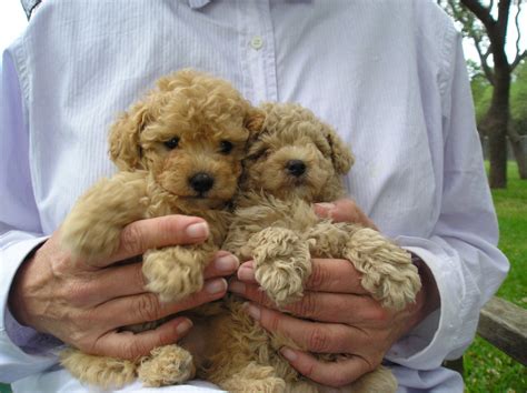cute puppy dogs cute poodle puppies