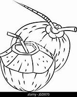 Coco Cocco Noce Coconuts Isolato Acqua Fumetto Vettoriale Bozzetto Frutta Tagliata Fruta Dibujados Aislados Croquis Tracciata Vettore Verdura sketch template