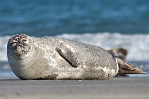 life    zoo seals  sea lions