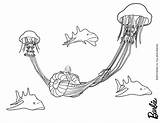 Jellyfish Hellokids Malbogen Quallen Oceana Meerjungfrau Farben sketch template