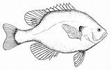 Drawing Fish Drawings Tilapia Bluegill Outline Clipart Template Templates Sea Cliparts Easy Clip Sketch Line Pages Printable Colouring Ocean Animal sketch template