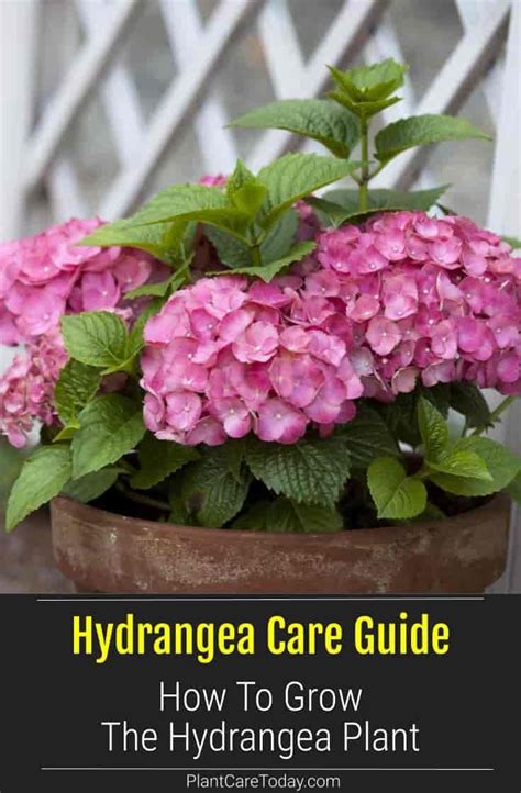 hydrangea care guide   grow  hydrangea plant