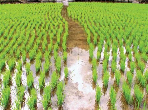 rice description history cultivation and uses britannica