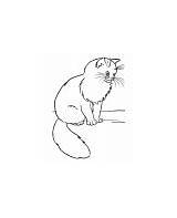 Katze Persische Grosse sketch template