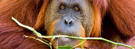 orangutans diet eating habits seaworld parks entertainment