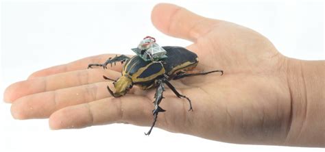 remote controlled flying beetles     trend  droning electronic products