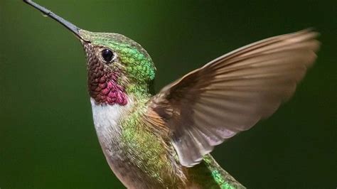 humming bird youtube