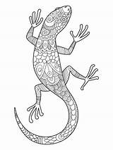 Hagedis Volwassenen Lizard Stockillustratie sketch template