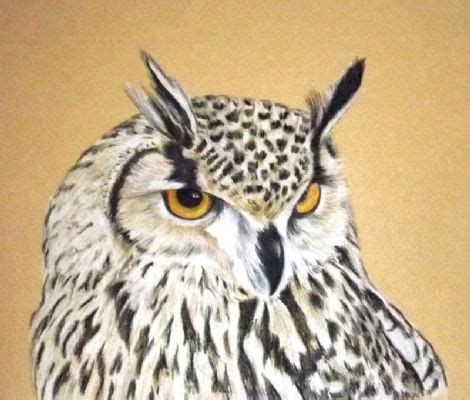 owl reference drawings watercolor animals watercolor