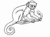 Monkey Coloring Pages Realistic Line Drawing Adults Color Print Monkeys Getcolorings Printable Getdrawings sketch template