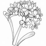 Hydrangea Hortensia Ortensie Dibujo Hydrangeas Flori Planse Colorat sketch template