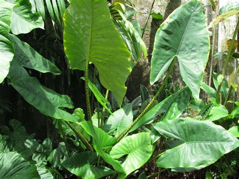 Al genere alocasia appartengono alcune decine di piante rizomatose, originarie della malesia e di altre zone tropicali dell'asia, coltivate generalmente in . Orecchie di elefante - Alocasia macrorrhiza - Alocasia macrorrhiza