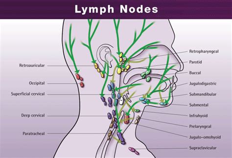 Tips On Healthy Body Lymphatic Drainage Massage Is The