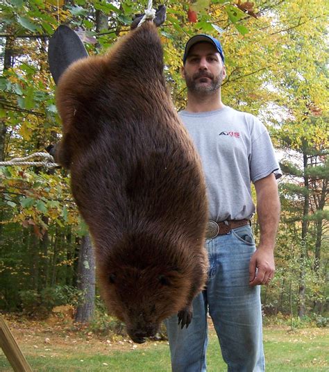 beaver trapper catches two whoppers local news