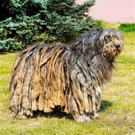 dog  long shaggy hair