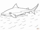 Shark Coloring Pages Bull Sharks Printable Goblin Color Print Kids sketch template