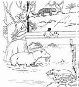 Luipaard Dierentuin Tapirs Stemmen sketch template