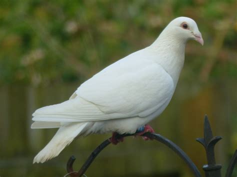 birding  pleasure white dove   garden